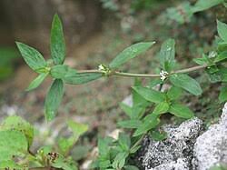 Image result for Spermacoce ruelliae