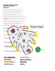 A euglena is green in color because it has chloroplasts which contains chlorophyll contributing to the green color of the organism. Protist Worksheet Doc Protists The Protozoans Euglena Euglena Are Unicellular Organisms Classified Into The Kingdom Protista And The Phylum Course Hero