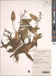 Image result for Caldesia