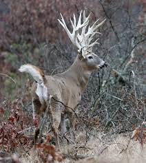 What A Beauty Would Be An Amazing Hunt But At The Same Time It Would Be A Shame To Kill Such An Animal Big Deer Whitetail Deer Pictures Mule Deer