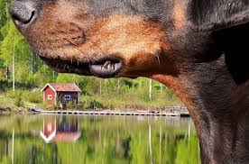 Door haar schitterende natuur, de heerlijke rust en een prachtige kust! Landeninformatie Voor Honden Die In Zweden Op Vakantie Gaan Dogsincluded