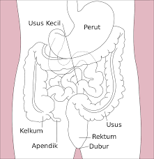 * * * hati kecil. Saluran Gastrousus Wikipedia Bahasa Melayu Ensiklopedia Bebas