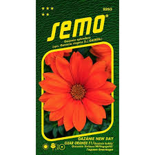 Image result for foto Gazánie