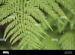 Image result for Microlepia strigosa