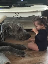 Pin By Lina Marcela Alviar Ruiz On Wildside Irish Wolfhound Irish Dog Wolfhound