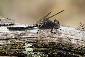 Image result for Hunteria myriantha