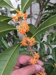 Osmanthus fragrans ）は、 モクセイ科 モクセイ属 の 常緑 小高木 。 Osmanthus Fragrans Var Aurantiacus Xera Plants