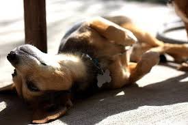 This means determining if the cancer has spread by conducting. Skin Cancer And Pets 5 Must Know Facts Huffpost Life