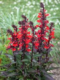 Image result for Lobelia