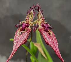 Image result for Bulbophyllum humblotii
