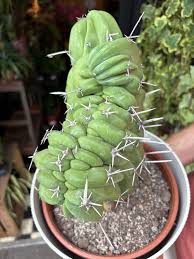 Image result for Myrtillocactus geometrizans