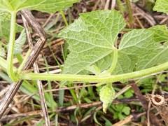 Image result for Oreosyce africana