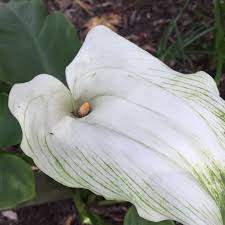 Clean up the last of the summer and autumn crops and plant some new winter veges including brassicas, leafy. How To Get Rid Of Arum Lily Kings Plant Doctor