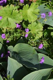 Image result for Geranium vagans