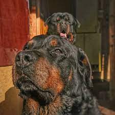 rotvejler rotvejler kot