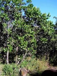 Image result for Leptactina benguelensis