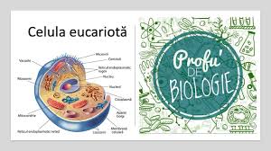 Nucleul unei celule eucariote are un diametru de doar câteva miimi de milimetru, dar conține aproape 2 material genetic, adn, acidul dezoxiribonucleic, helix dublu, cromozom, adenină, timină, citozină, guanină, reproducere, purină, pirimidină, legături de hidrogen. Celula EucariotÄƒ