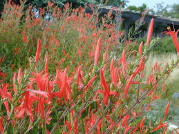 Image result for Anisacanthus