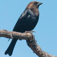 The blue headed racket tail is an elegant and graceful bird. Wildlife Moment Brown Headed Cowbird Is A Problem For Other Songbirds Outdoors And Recreation Yakimaherald Com