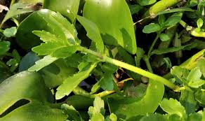 Image result for Enydra fluctuans