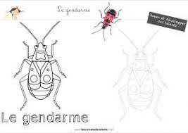 5 insectes faciles a observer plaisir d apprendre ecole de la foret activite manuelle insecte coloriage cirque caravane