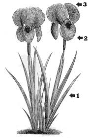 Image result for Iridaceae