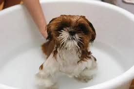 Select shampoos and conditioners that are made for dogs and. What Can A Puppy Take First Bath The Full Answer More My Happy Husky
