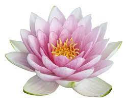 Lotus Png Image Lotus Flower Images Lotus Flower Pictures Lotus Flower