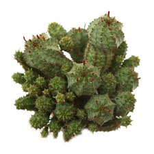 Image result for Euphorbia glanduligera