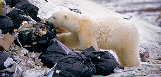 Can polar bears survive the climate crisis? Polar Bears Plastic Diets Are A Growing Problem Hakai Magazine