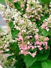 Pinky Winky Hydrangea Care Your Ultimate Guide Hydrangea Care Hydrangea Not Blooming Planting Hydrangeas