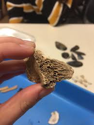 Dry bone is cut and polished before mounting on a slide. The Porous Cross Section To A Mammal Bone Trypophobia