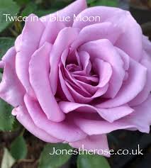 A fantastic climbing rose that will flower prolifically throughout the summer months. Twice In A Blue Moon