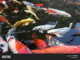 Redland koi gardens is your local venue for outdoor events in miami. Koi Fish Aka Image Photo Free Trial Bigstock