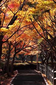Autumn Aesthetic Autumn Vibes Fall Vibes Fall Aesthetic Fall Photos Fall Pictures Fall Leaves Orange Fall Wallpaper Iphone Wallpaper Fall Autumn Scenery