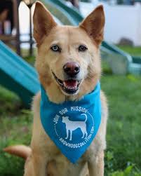 Brown Dog Coalition Rescue Ltd