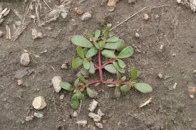 Purslane, also known as portulaca, is a summer annual broadleaf weed. Common Purslane Portulaca Oleracea Plant Pest Diagnostics