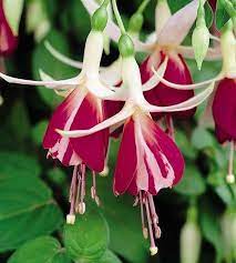 Pin On Beautiful Fuchsias