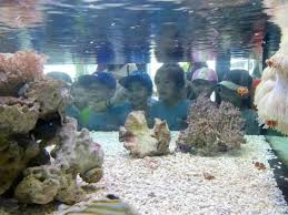 Pusat ikan hiasan pd facebook official page. Pusat Ikan Hiasan Port Dickson Tarikan Percutian Keluarga Yang Tak Ramai Tahu Rileklah Com
