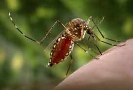Maybe you would like to learn more about one of these? 7 Wabak Virus Pembunuh Senyap Paling Bahaya Di Dunia Covid 19 Yaravirus