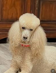 Veterinarian In Grand Rapids, MI