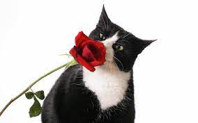 Images Of Roses Beautiful Cat And Red Rose Roses Wallpaper 16155703 Fanpop Cat Wallpaper Cat Flowers White Cats
