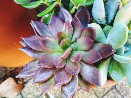 Purple and green leaf succulent plant. Purple Succulents Vibrant Violets That Make Any Arrangement Pop