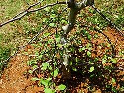 Image result for Commiphora fulvotomentosa