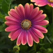 Image result for foto Osteospermum