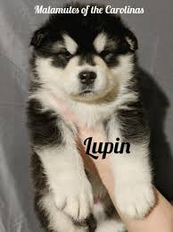 Akc alaskan malamute puppies north carolina, lincolnton. Alaskan Malamute Puppies For Sale Lincolnton Nc 273624