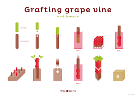 Image result for graft grape vines