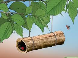 Move the bag around your garden until all the ladybugs have climbed out and you've covered your garden. 3 Ways To Attract Ladybugs Wikihow