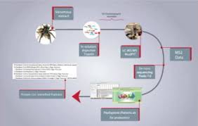 Venom experts have developed a new, practical and efficient technique for extracting the venom of and yet, despite their biological importance, we know little about how venom systems evolved, says other attempts to extract venom from jellyfish either take several weeks or have only managed to. Venomous Extract Protein Profile Of Brazilian Tarantula Grammostola Iheringi Searching For Potential Biotechnological Applications Sciencedirect