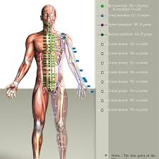 Check out these fantastic fac. Drawings For Front Side And Back Views Of Human Body With Acupuncture Meridians And Points Wettbewerb In Der Kategorie Illustration Grafik 99designs
